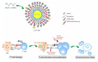 LCP mRNA 전달시스템 모식도 (Molecular Therapy, 2018, 26.1: 45-55)