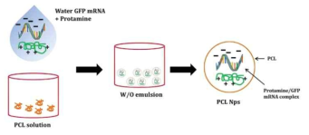 mRNA-PCL 나노 입자 제작 방법 (Biomaterials Science, 2015, 3, 144)