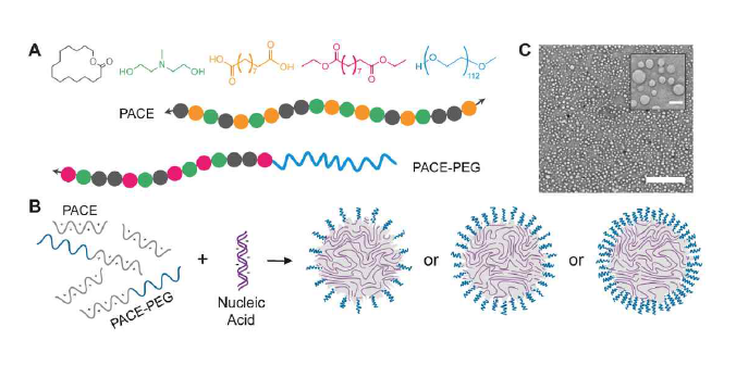 PACE-PEG 기반의 polyplex (Biomaterials, 2021, 272: 120780)