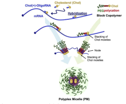 cholesteryl RNA 기반의 polyplex (Biomaterials, 2019, 197: 255-267)