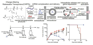 CAR-T를 이용한 mRNA 전달 모식도 및 장기적인 면역 형성 (Proceedings of the National Academy of Sciences, 2018, 115.39: E9153～E9161)