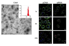 양이온성 탄소점을 이용한 세포 내 형광 표지된 siRNA와 pDNA 전달에 따른 세포에서의 발현 확인(Biomaterials, 2015, 51, 290-302)