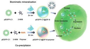 Zn 이온 기반의 MOF(ZIF-8) 내부에 pDNA 봉입하여 세포 내로 전달 (Advanced Materials, 2019, 31(29), 1901570)