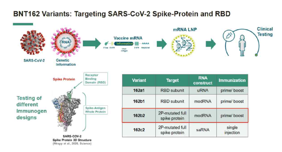 BNT162 mRNA 백신 출처) adopted from 2021 AACR presentation by Dr. Sahin U. from BioNTech