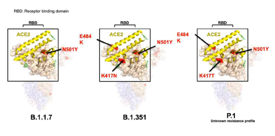 모더나사의 남아공, 영국 변이주에 대한 mRNA 백신 후보 출처) adopted from 2021 AACR presentation by Dr. Hyer RN from Moderna