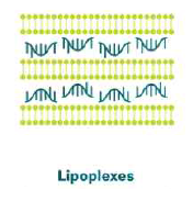 Lipoplex 구조