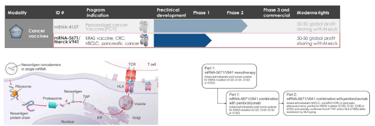 모더나사 임상 진행 중인 암 치료백신 mRNA-5671/Merck V941