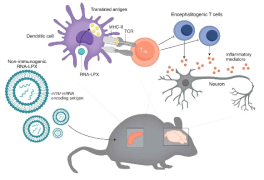 항염증 mRNA 백신을 통한 면역관용(Immune tolerance) 유도 출처 https://doi.org/10.1038/s41587-021-00880-0