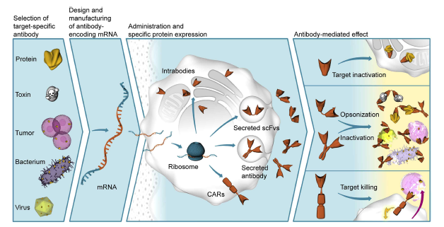 mRNA 기반 항체 치료 예시 (CureVac, Molecular Therapy 2019)