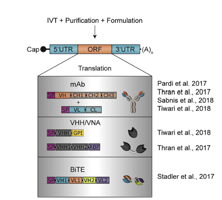 최근 연구에서 사용되는 mRNA 항체의 대표적 사례 (CureVac, Molecular Therapy, 2019)