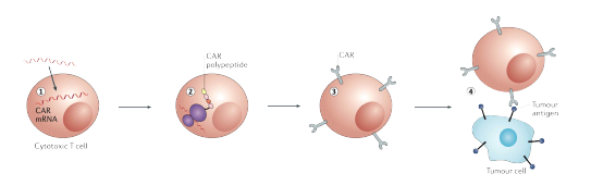 mRNA 매개 CAR- T 세포 면역치료제의 기전 (Hajj and Whitehead, Nature Reviews Materals, 2017)