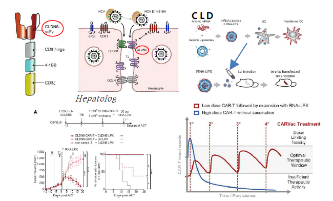 CLDN6 mRNA 발현 플랫폼의 자극에 의해 CLDN6 CAR-T 농도 유지 및 결과 분석