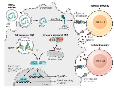 mRNA 백신의 면역반응 기전 모식도