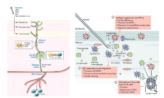 백신 투여 위치에 따른 조직 내 이동 및 표적 세포