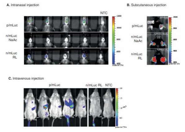 생물발광 리포터유전자를 이용한 투여경로별 항원 발현 관찰