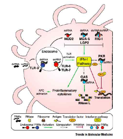 RNA Sensing 및 선천성 면역반응의 활성화 약어: MDA-5, melanoma differentiation-associated 5; NOD2, nucleotide oligomerization domain 2; RIG-I, retinoic acid-inducible gene I; TLR, Toll-like receptor