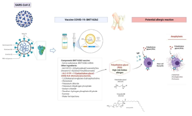BNT162b2 백신에 대한 잠재적인 알레르기 반응에 대한 모식도