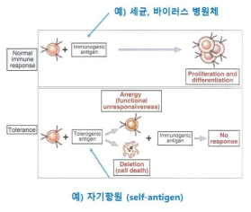 면역관용