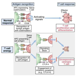 T cell anergy (무반응) 유도