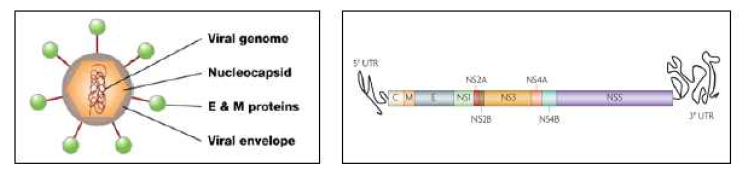 뎅기 바이러스의 구조 및 유전자 구성 (Nat. Rev. Microbiol. 2010;8:S7~16)