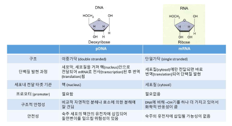 DNA와 mRNA의 비교