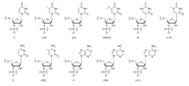 대표적인 base modification (Biotechnology Advances, 2020, 40)