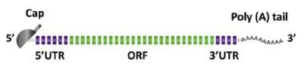 conventional mRNA의 구조 (Biomaterials, 2018, 156, 172e193)