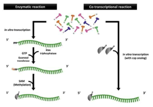 Conventional mRNA에의 cap 도입 전략 (Biomaterials, 2018, 156, 172e193)