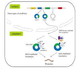 cap 독립적인 circular mRNA의 번역 (Mol Cancer, 2020, 19, 30)