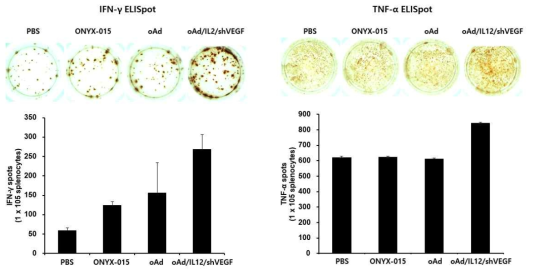oAd/IL12/shVEGF 투여에 따른 암세포 특이적 IFN-γ 또는 TNF-ɑ 발현 면역세포검증