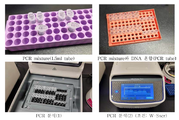 종 특이 프라이머를 이용한 PCR 실험 과정