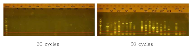 PCR 실험 조건(반복횟수)에 따른 결과 비교 (G-Sscr，물 샘플)