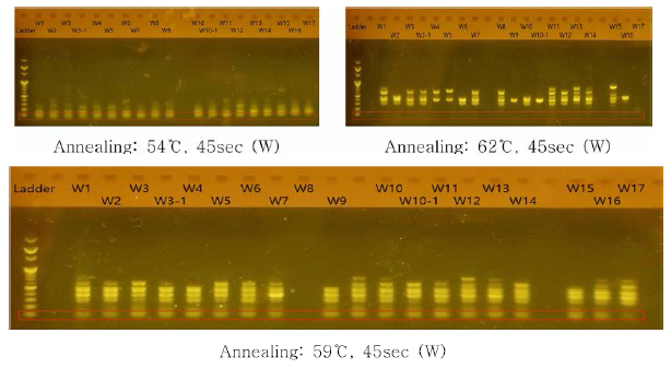 PCR 실험 조건 (Annealing 온도)에 따른 결과 비교(W -Sscr，물 샘플)