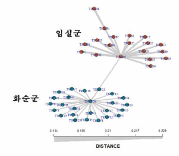 임실납자루 개체군의 Minimum spanning networks(MSN) 분석 결과