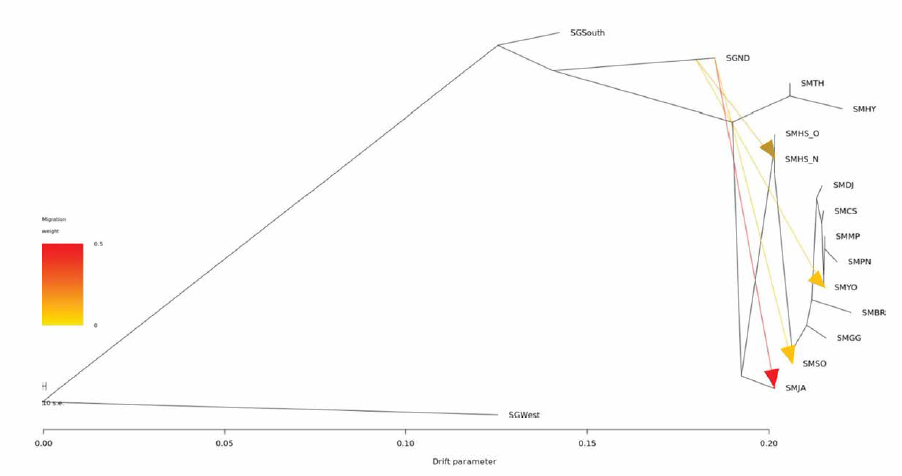 TreeMix 분석으로 그린 점몰개, 긴몰개의 ML tree와 이입의 경로 SM : 점몰개, SG : 긴몰개 화살표의 색 : 이입의 강도, 화살표의 방향 : 이입의 방향