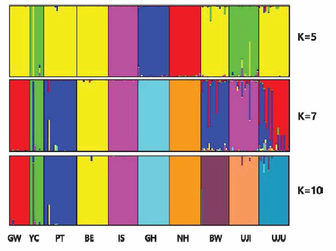 국내 야생 한국산개구리 집단들의 유전적 구조 분석