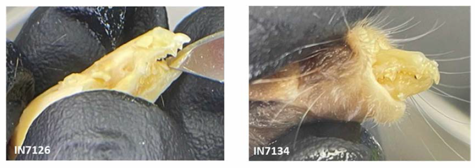 땃쥐(IN7126)과 작은땃쥐(IN7134)의 단첨두 크기비교
