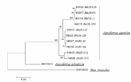 등줄쥐 JMJD5 haplotype ML tree