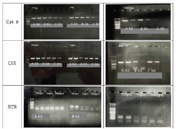 DNA 농도에 따른 미토콘드리아 2개 유전자(cytochomre b，COI)와 STR 패널의 시약별 PCR 증폭 결과