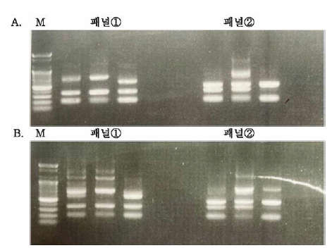 Multiplex PCR을 통한 다양한 프라이머 조합의 증폭 실험. A： annealing 온도 55℃-60℃：, B： annealing 온도 50℃-60℃. 패널①(MTCB-F/MTCB-R, L14816&H15173, E-F/E-R), 패널②(L14724/H15915, L14841/H15149, E-F/E-R), M：100bp ladder. 삵(IN410)，너구리(IN8103)，산양(8107)