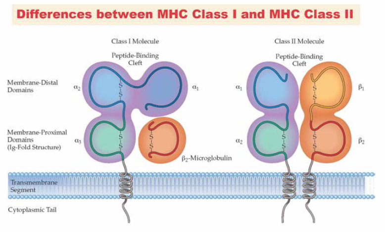 MHC Class I과 II 분자 구조 출처: https://microbenotes.com/differences-between-mhc-class-i-and-class-ii/