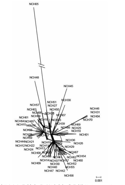큰입술갈고둥 COI 유전정보에 근거한 Phylogenetic Network