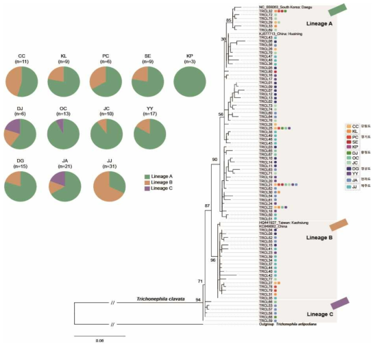 무당거미 COI 유전정보에 근거한 phylogenetic tree와 개체군별 개체수 현황