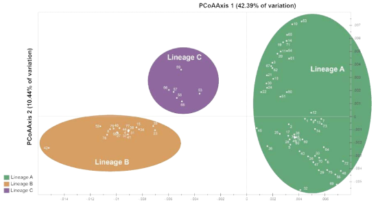 무당거미 COI 유전정보에 근거한 PCoA 분석