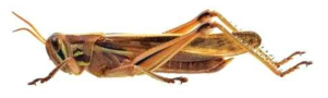 각시메뚜기 (출처: 한반도의 생물다양성, http://species.nibr.go.kr)