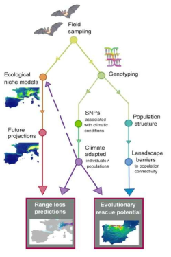 Genotyping 결과를 이용한 기후변화 모델링 구축의 개요 (출처: Razgour et al., 2019)