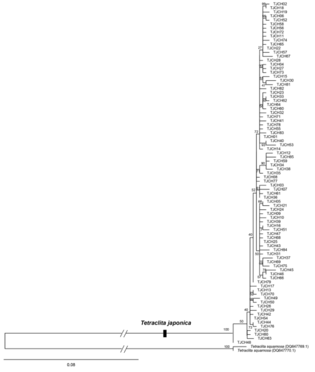 검은큰따개비 COI haplotype에 근거한 Maximum likelihood (ML) 계통수