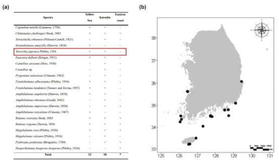 이전 검은큰따개비 관련 생물지리학 연구 결과 ((a) 국내 해양 생태계 내 만각류 서식지 존재 유무 요약표; (b) 한국 내 검은큰따개비의 분포) (김, 2020)