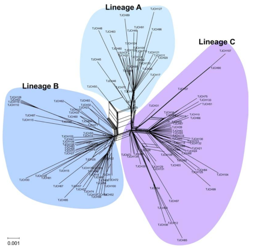 검은큰따개비 COI 유전정보에 근거한 Phylogenetic Network