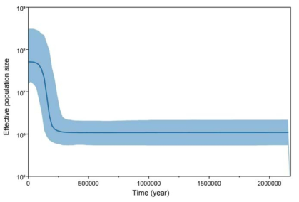 큰입술갈고둥 COI 유전정보에 근거한 Bayesian skyline plot 결과
